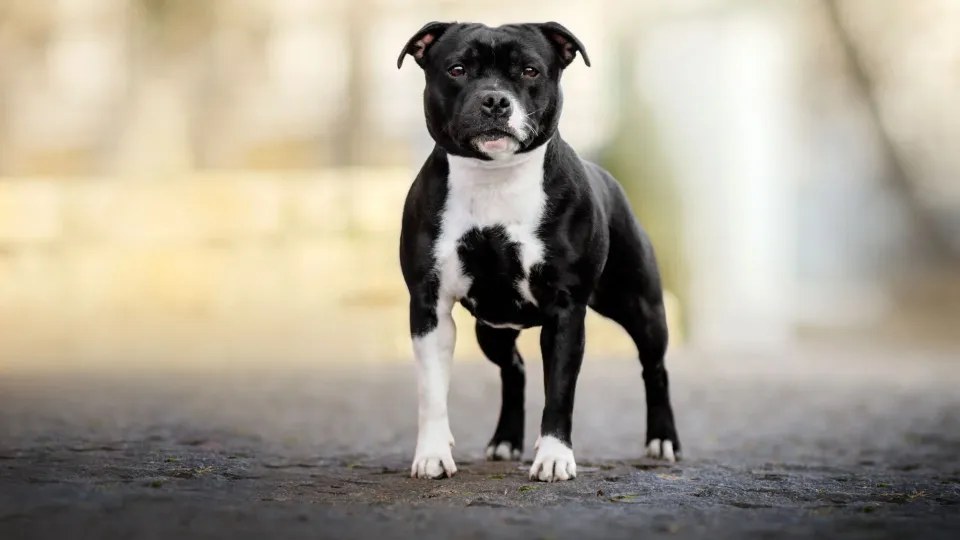 Staffordshire Bull Terrier